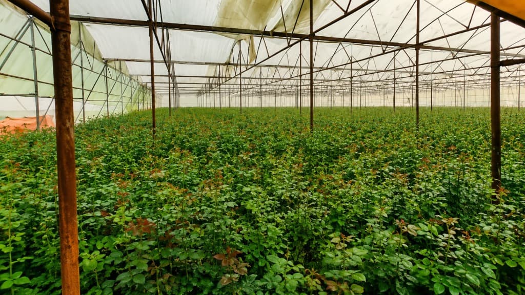 Expansive greenhouse rose bush cultivation at Kaivalya Khanapure Farms