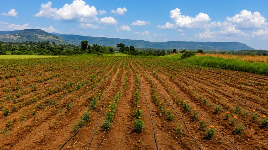 Open-field marigold rows with drip lines at Kaivalya Khanapure Farms