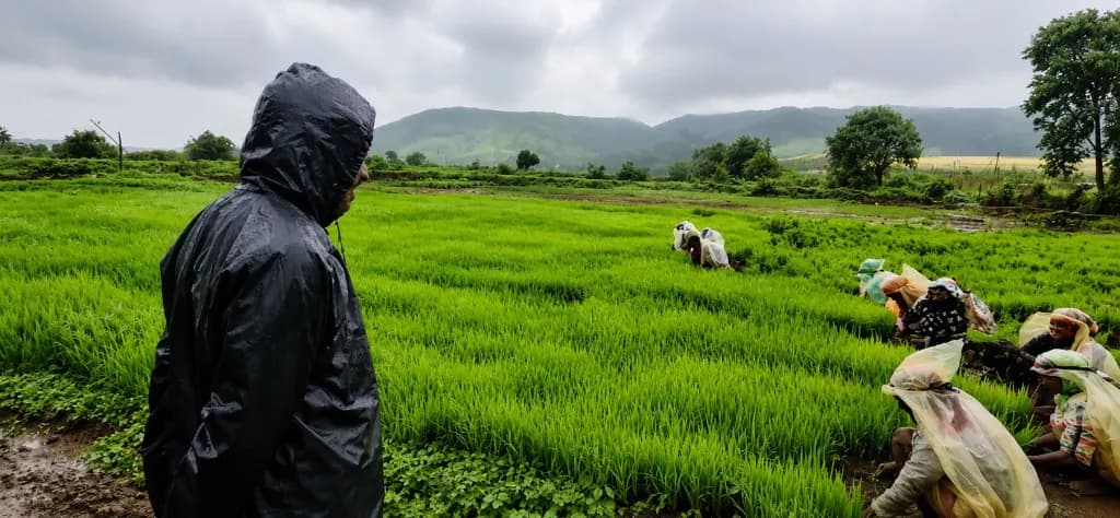 Paddy being planted by hand in the monsoon at Kaivalya Khanapure Farms