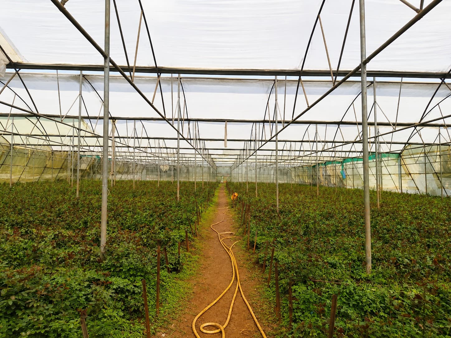 Premium red roses harvested