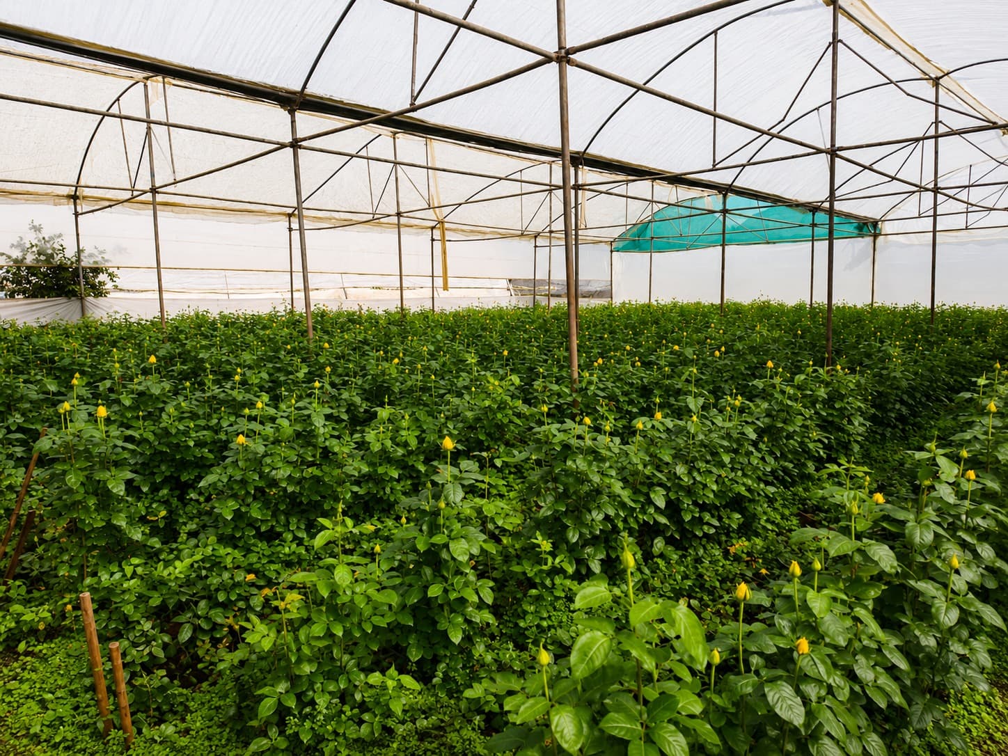 Yellow roses growing in climate controlled greenhouse